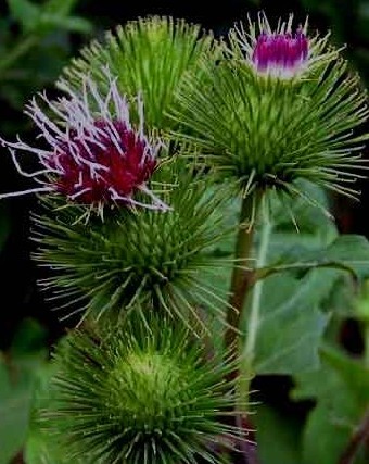 Arctium lappa seed Gobo 'Takinogawa Long'	